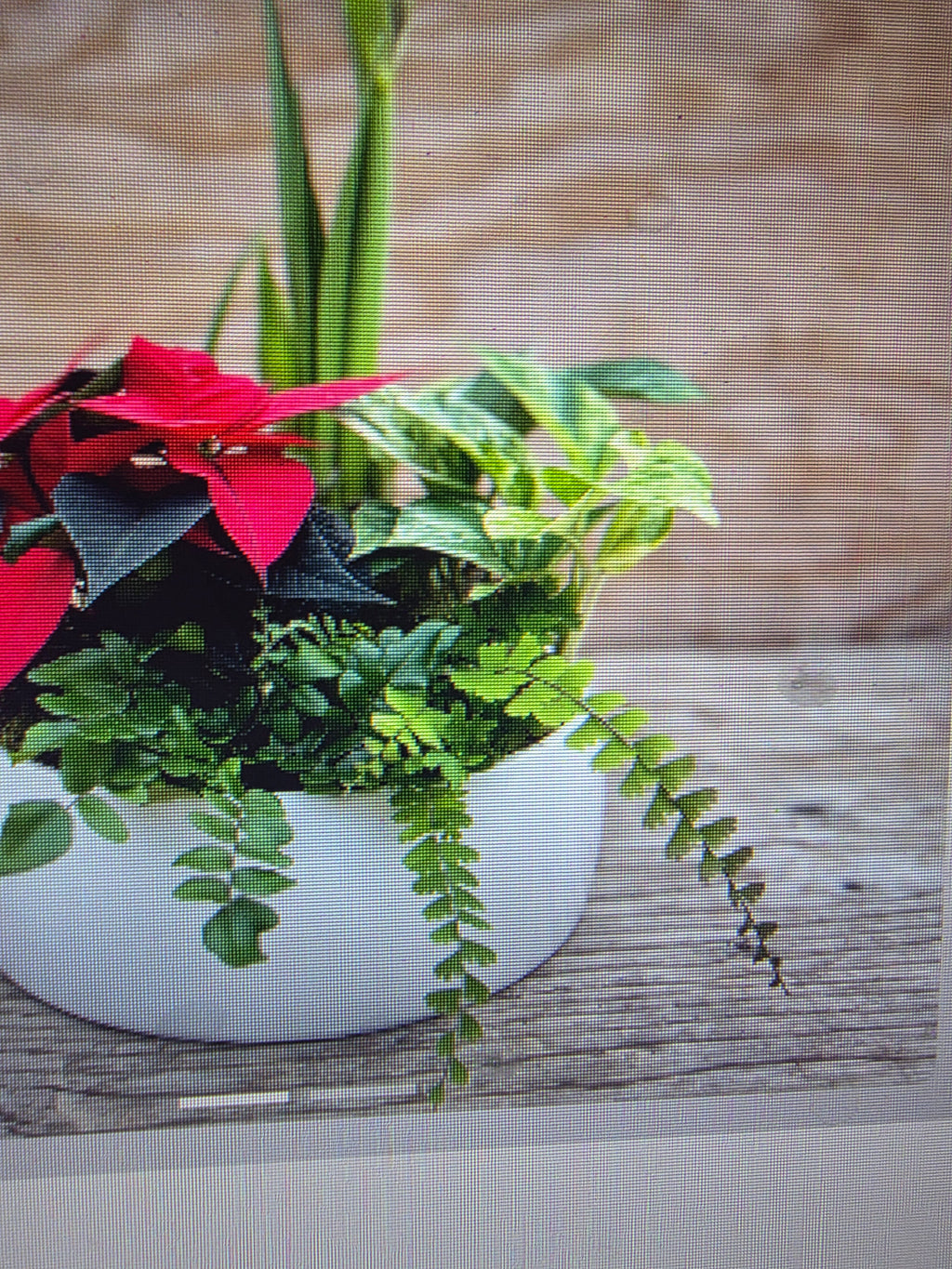 Amaryllis Garden in White Bonsai Pot