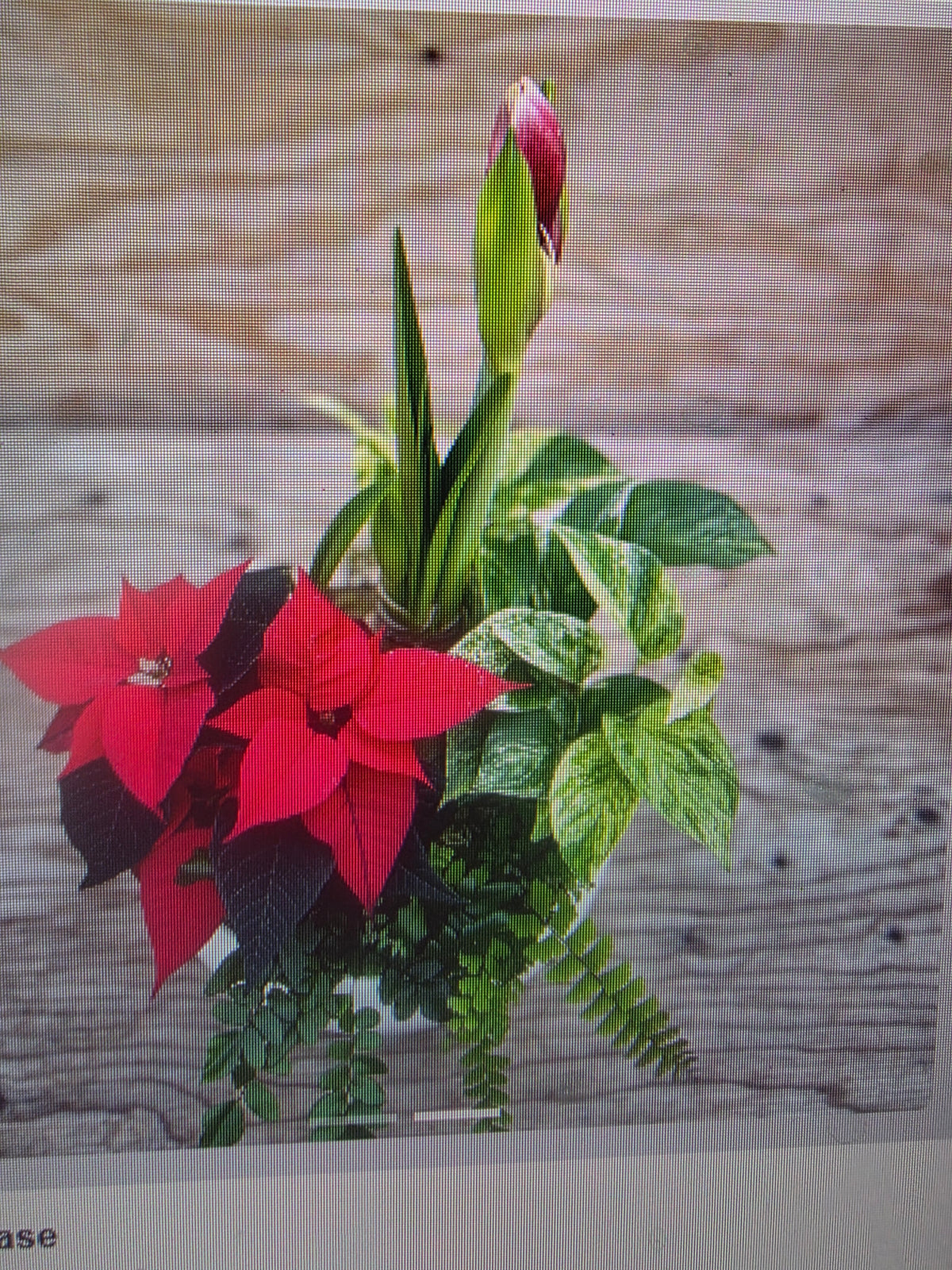 Amaryllis Garden in Low Bowl