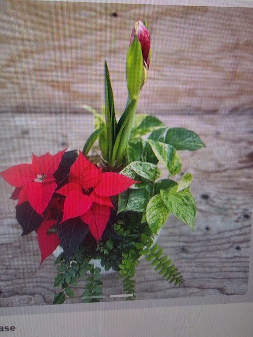 Amaryllis Garden in Low Bowl