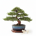 Juniper Bonsai